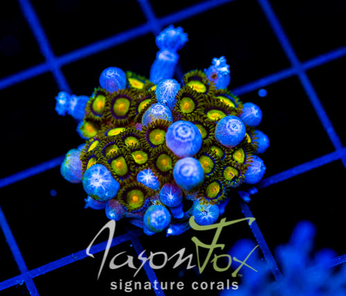 JF SUNFLOWER ZOAS COMBO
