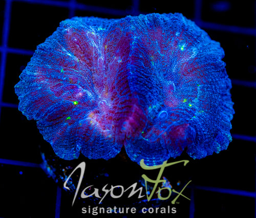 JF GREEN MONSTER OULOPHYLLIA