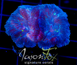 JF GREEN MONSTER OULOPHYLLIA