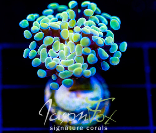 JF NEON NIGHT SHADE HAMMER