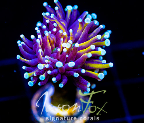 JF SUPER BRIGHT ORANGE TORCH