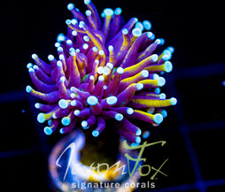 JF SUPER BRIGHT ORANGE TORCH