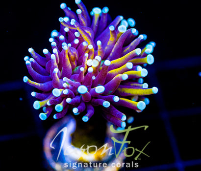 JF SUPER BRIGHT ORANGE TORCH