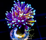JF SUPER BRIGHT ORANGE TORCH