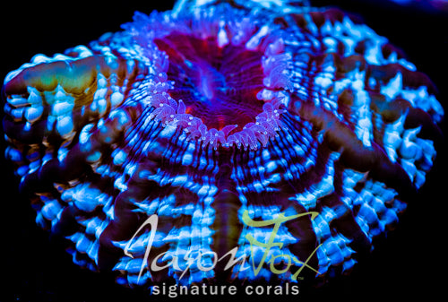 JF MOON WALK ACANTHOPHYLLIA