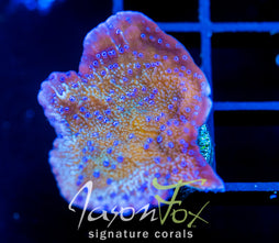 JF BLUE FLOWER MONTI CAP