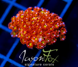 JF KALEIDOSCOPE GONI