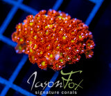 JF KALEIDOSCOPE GONI