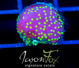 JF YELLOW FEVER MONTI
