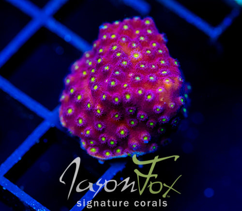 BLING BLING CYPHASTREA