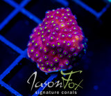 BLING BLING CYPHASTREA