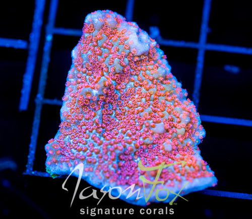 GB SEVEN HEAVENS MONTI XL FRAG
