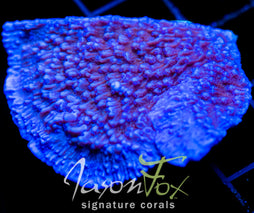 JF PURPLE MONTI CAP 2" FRAG