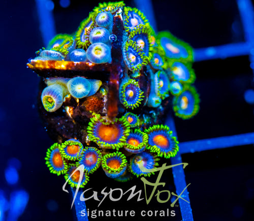 JF DRAGON EYES ZOAS COMBO