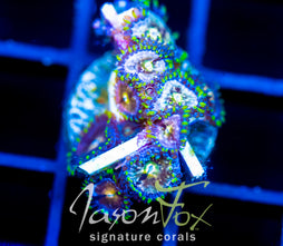 NIRVANAS ZOAS