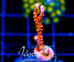 JF FIRESTARTER MONTI HIRSUTA