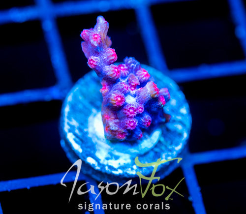 JF PINK BRANCHING CYPHASTREA