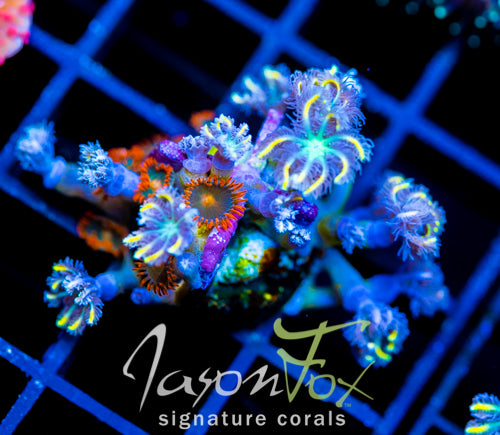 JF GATORAIDES ZOAS COMBO
