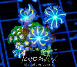 CC LAZERS LEMONS ZOAS COMBO