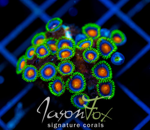 JF DRAGON EYES ZOAS
