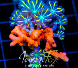 JF RED HOT SETOSA COMBO XL FRAG