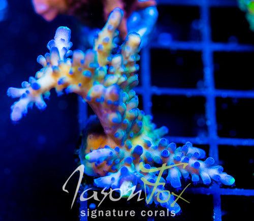 WWC YELLOW TIPS ACRO XXL FRAG