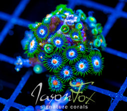 JF STARGAZERS ZOAS COMBO