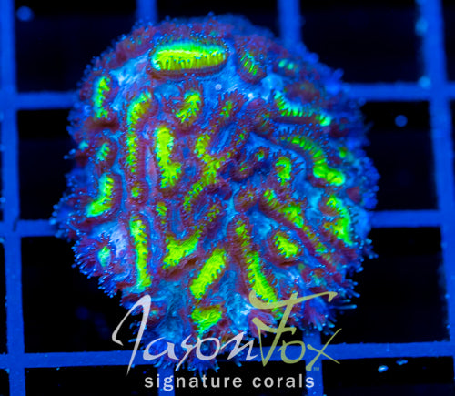 JF BLUEBERRY BLAST HYDNO