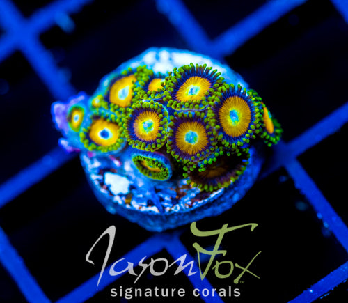 JF AUSSIE SCAMBLED EGG ZOAS
