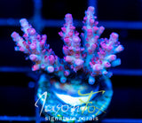 HUGOS ANGRY ROMUALDA ACRO XL FRAG
