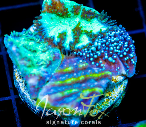 JF HYDNOPHORA PLATTER