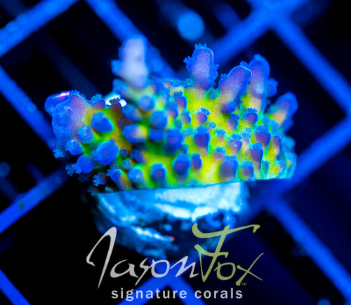JF FRANKIES KRYPTONITE ACRO