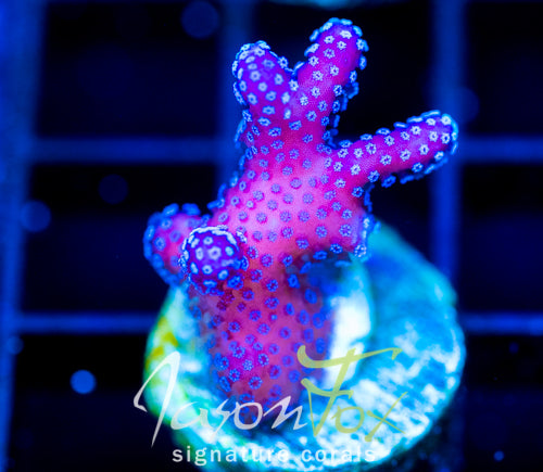JF RAINBOW STYLO
