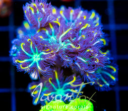 JF YELLOW INFUSED RAINBOW CLOVES XL FRAG
