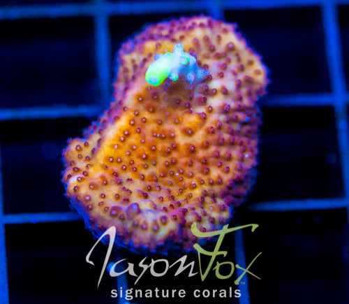 JF FOX FLAME ACRO