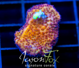 JF FOX FLAME ACRO