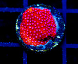 JF SCARLET FEVER STYLO