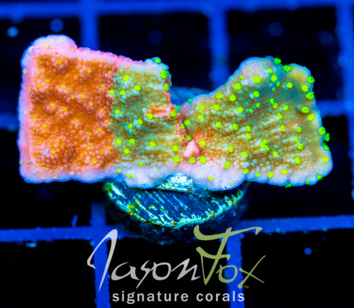 JF GRAFTED SUN MONTI