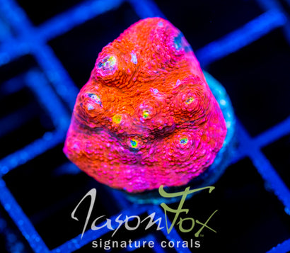 JF PINK BOOBIES CHALICE