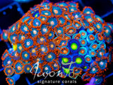 JF GATORAIDES ZOAS COMBO 2