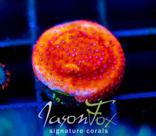 JF SCARLET FEVER STYLO