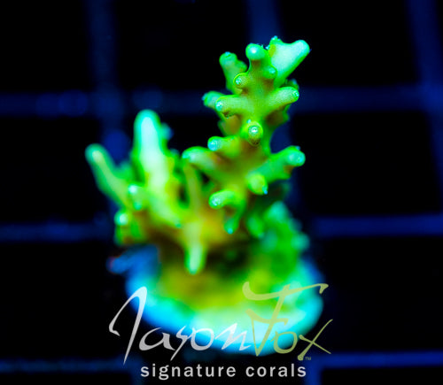 JF GREEN DRAGON ACRO