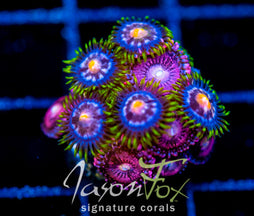 JF ASS MONKEYS ZOAS COMBO