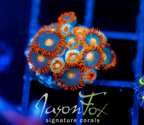 JF GATORAIDES ZOAS