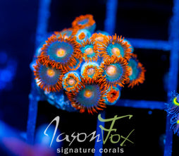 JF GATORAIDES ZOAS