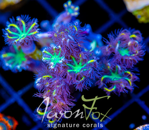 JF YELLOW INFUSED RAINBOW CLOVES