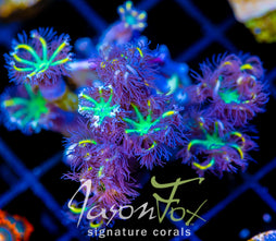 JF YELLOW INFUSED RAINBOW CLOVES
