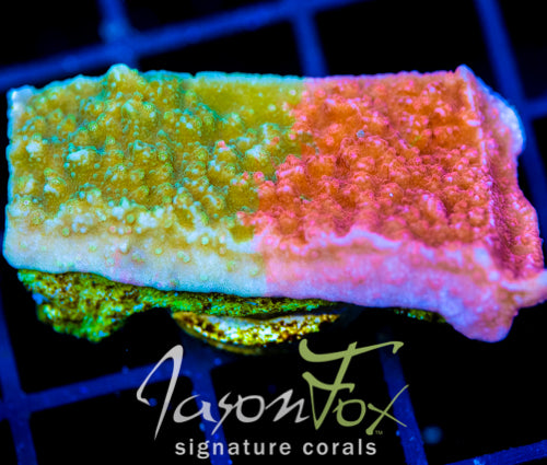 WWC GRAFTED MONTI CAP XL FRAG