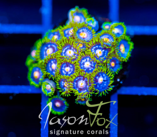 JF ASS MONKEYS ZOAS