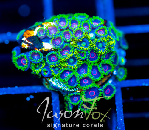 JF PURPLE HEARTED EMERALD COMBO